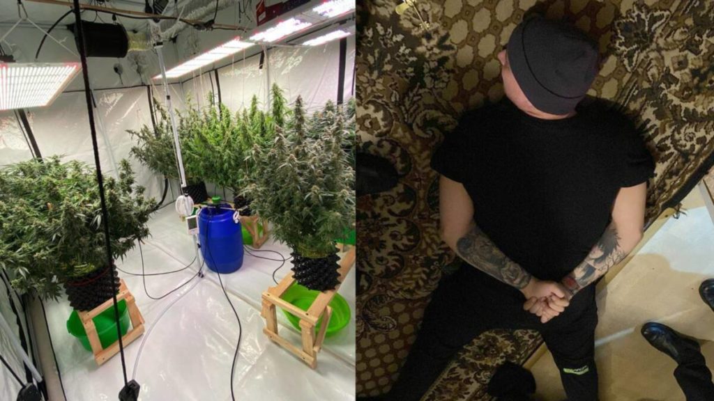 Қостанайда полицейлер қарасора өсіретін фитозертхананы анықтады