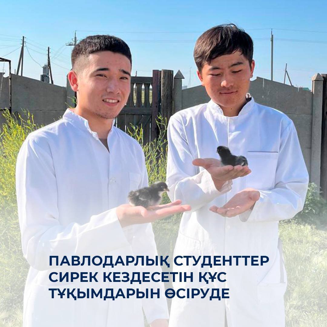 Павлодарлық студенттер сирек кездесетін құс тұқымдарын өсіруде