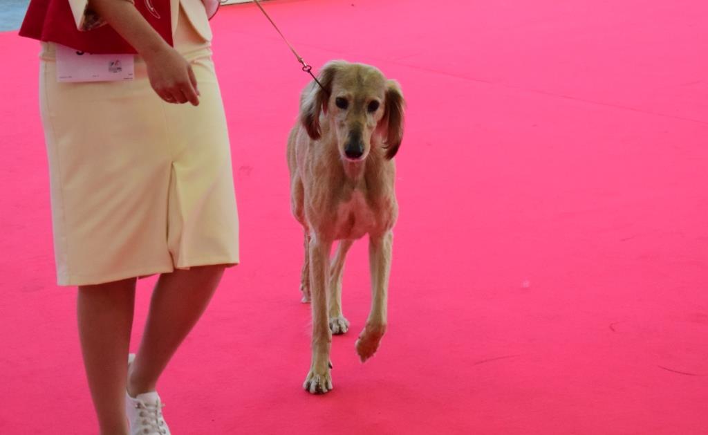 Қазақ тазысы Болоньядағы World Dog Show 2026 көрмесінде салтанатты түрде ұсынылды