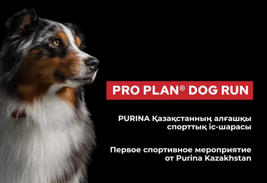 Purina Kazakhstan мен Alpha Dog Алматыда Pro Plan Dog Run өткізеді