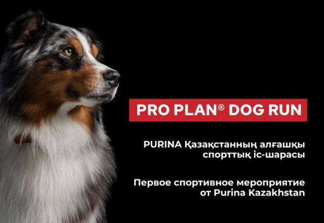 Purina Kazakhstan мен Alpha Dog Алматыда Pro Plan Dog Run өткізеді